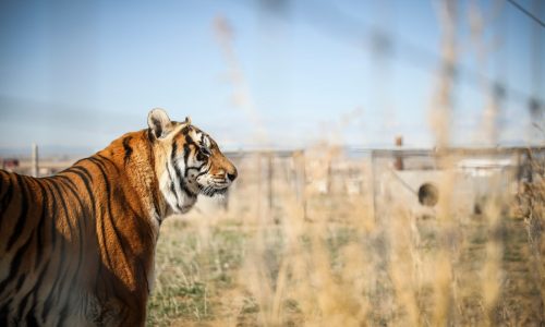Handler once linked to Joe Exotic mauled to death by tiger