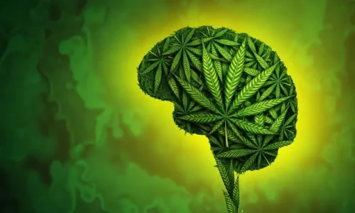 High-THC Cannabis Products Linked to Immediate Psychosis and Addiction
