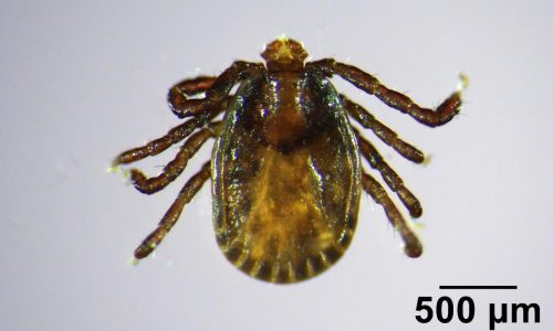 Invasive, disease-carrying tick found in Maine, the farthest northeast it has been spotted