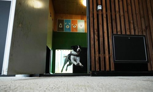 Rome’s airport opens luxurious dog hotel with pampering services