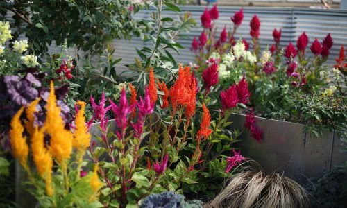 Como’s Fall Flower Show opens Friday. Here’s how to watch it bloom.