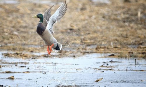 Continental duck numbers hold steady, feds say in status report