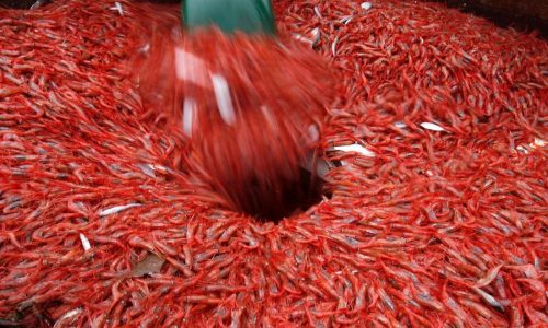 New England’s shrimp industry is struggling, with fishermen catching few in 2025