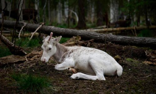 Sweden’s plans to mine rare-earth minerals could ruin the lives of Indigenous Sami reindeer herders