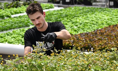 A unique spirit is causing a buzz among drinkers — literally