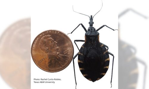 Deadly disease caused by blood-sucking insects spreading in US, CDC says