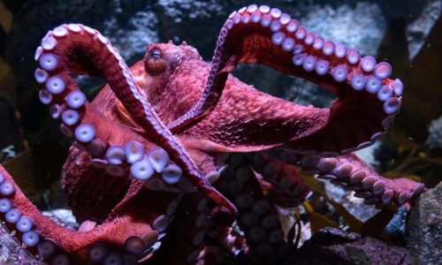 Fans bid farewell to beloved California octopus Ghost as she cares for eggs in final stage of life