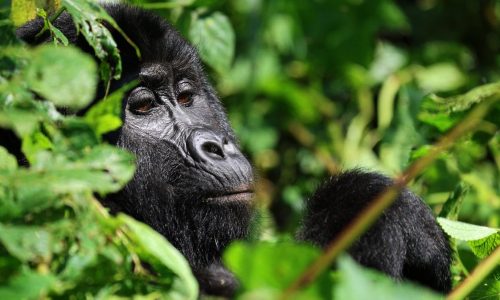 Tourism is helping Uganda’s endangered mountain gorillas make a comeback
