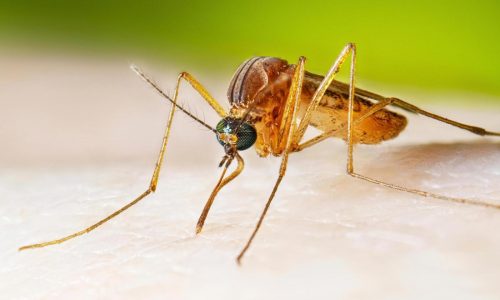 West Nile virus cases running higher than normal, prompting health warnings