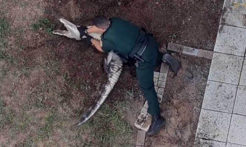 Video: Florida deputies take down nuisance gator