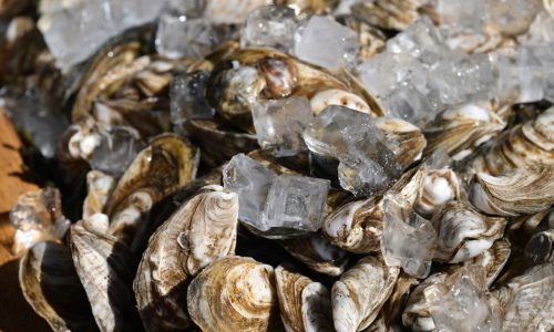 Oh shucks! Mashpee Wampanoag commercial fisherman loses oyster suit and $480