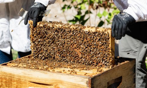 Massachusetts inmates are learning to raise bees