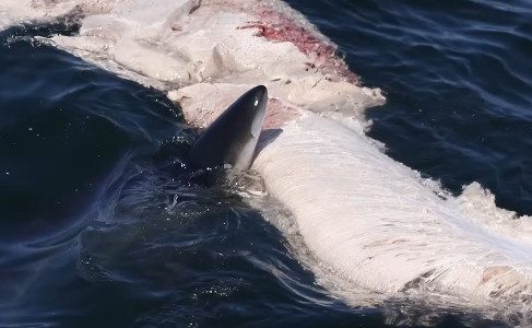 Sharks spotted feasting on basking shark off Massachusetts: ‘Never seen anything like this’