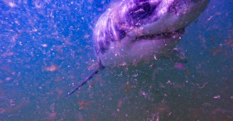 Cape Cod shark activity popping off as lifeguards are gone for season, white shark spotted 20 yards off beach