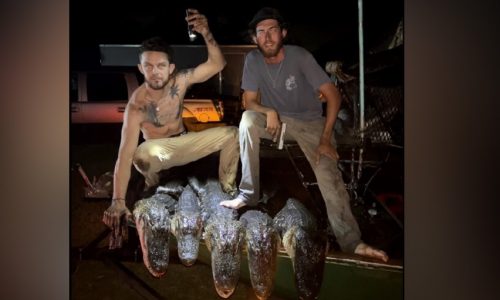 Caught by Snapchat, Florida men arrested for illegal capture, killing of alligators