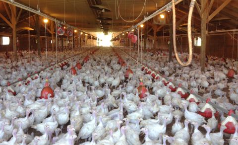 Avian influenza detected again in Minnesota commercial turkey flock