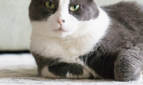 Senior cat suffers with ingrown nails