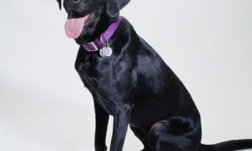 Labrador pup has growing pains