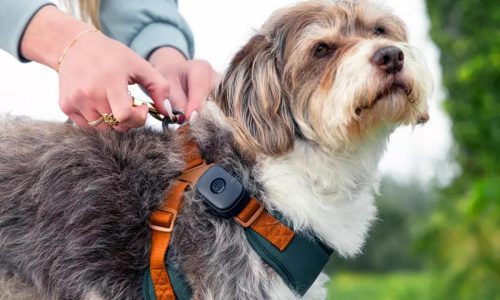 Wearable tech for your dog? Life360 releases a new pet tracker