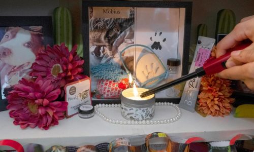 Before the Day of the Dead, a time to welcome departed dogs and cats as families create ‘pet ofrendas’