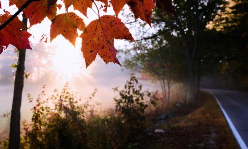 Drought has muted this year’s leaf-peeping season