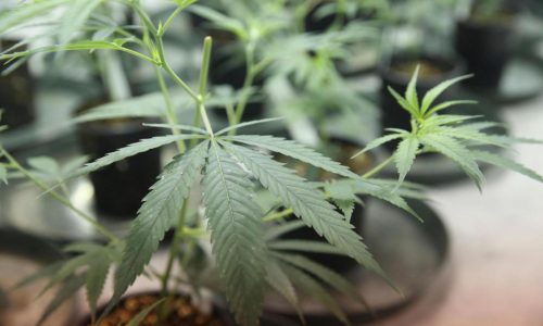 Walz, Prairie Island Indian Community sign cannabis compact