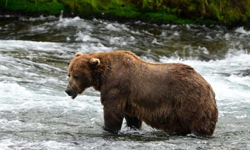 Chunk, a 1,200-pound bear with a broken jaw, wins Alaska’s popular Fat Bear Week contest