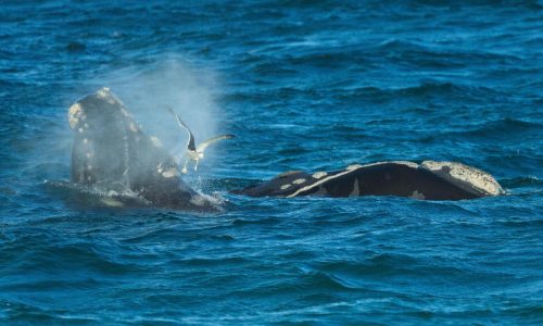 Southern right whales awe admirers in Patagonia after coming back from brink of extinction