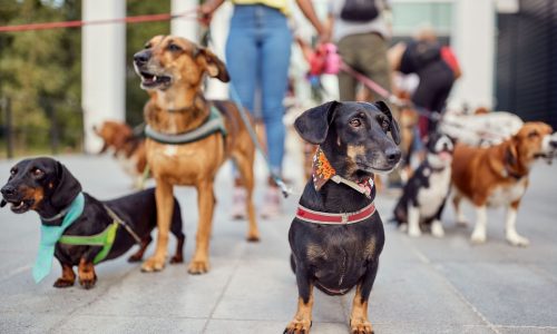 Researchers aim to translate dog sounds with AI