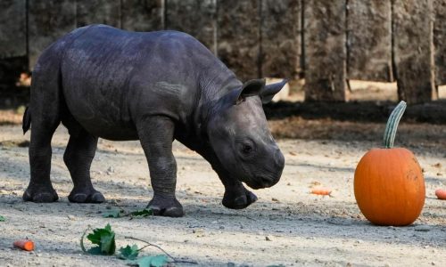 Critically endangered baby black rhino makes its debut at Cleveland zoo