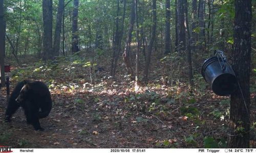 Authorities shoot and kill black bear believed to have fatally mauled man in Arkansas