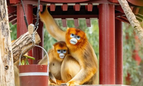China’s rare golden monkeys debut at European zoos, a possible successor to ‘panda diplomacy’