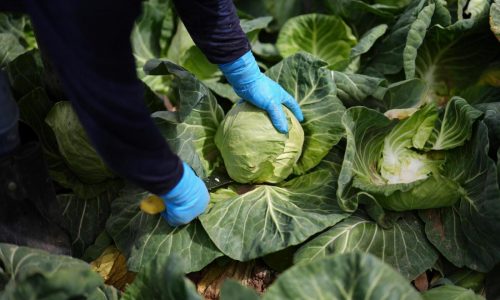 A recipe for avoiding 15 million deaths a year and climate disaster is fixing food, scientists say