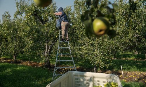 As heat gets more extreme, pregnant farmworkers are increasingly at risk