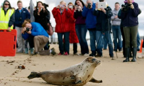 Arctic seals and more than half of bird species are in trouble on latest list of threatened species