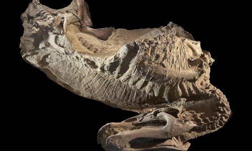 Rare dinosaur mummies help scientists recreate their prehistoric lives