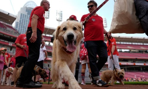 GM for a day: A powerful bat, ‘Bark in the Park’ and free tickets for kids