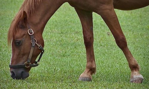 Equine therapy program for veterans and youth opens in Stillwater