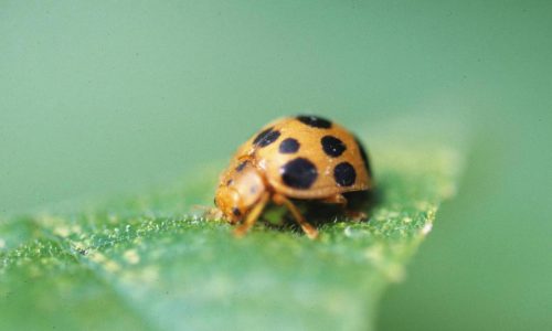 From errant birdseed to mint mishaps, gardening can be as scary as any Halloween night