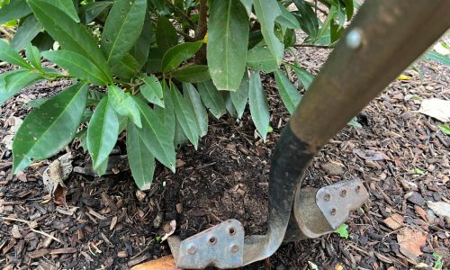 Transplanting shrubs: Timing and technique for a thriving garden