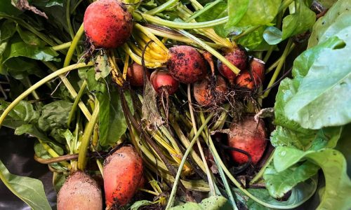 How to cook, freeze or pickle plant scraps instead of throwing them away