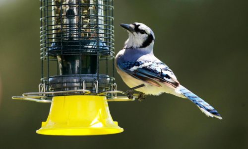 As the garden winds down, it’s time to care for winter-prepping birds