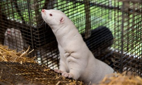 2,000 mink released from Iowa farm in what trade group calls ‘terrorist act’