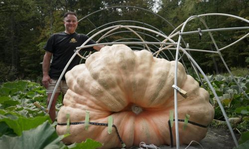 How to grow a giant pumpkin, with help from science