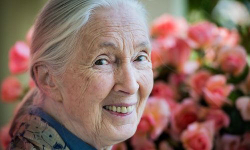 Jane Goodall, conservationist renowned for chimpanzee research and environmental advocacy, has died