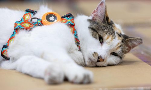 Purrfect ending: Missing Virginia store cat found after hitching a ride to another state