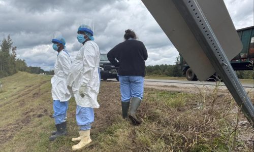 Search is on for 3 escaped monkeys after truck overturns on Mississippi highway