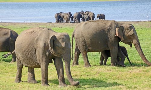 Travel: ‘The Gathering,’ an elephant meet-up in Sri Lanka, is a wild experience