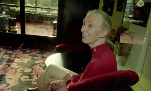 What to know about the life and legacy of chimpanzee researcher and wildlife advocate Jane Goodall
