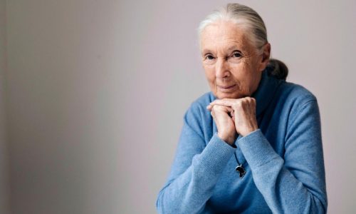 Goodall’s influence spread far and wide. Those who felt it are pledging to continue her work